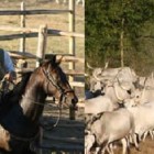 EN PLEIN AIR – Tutta la Maremma al Trofeo di Vulci