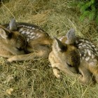 BAMBINI – Caccia al tesoro naturalistica per scoprire i segreti dei mammiferi