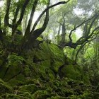 EN PLEIN AIR – Visita guidata nel bosco del Sasseto