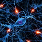 CONVEGNI – Neuroscienze, se ne parla all’Università