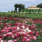 EN PLEIN AIR – Tra peonie cinesi e prodotti tipici a Vitorchiano