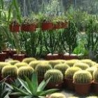 FIERE – Mostra-mercato di piante rare all’Orto Botanico