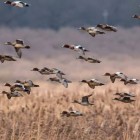 EN PLEIN AIR – Alla Riserva del Lago di Vico largo al birdwatching‬