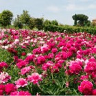 VISITE – La visita alla collezione di peonie più grande al mondo raddoppia